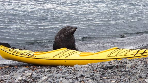 Um lobo-marinho vem investigar de perto nossos caiaques em Prion Island, na Geórgia do Sul (foto de Deb Leonard)